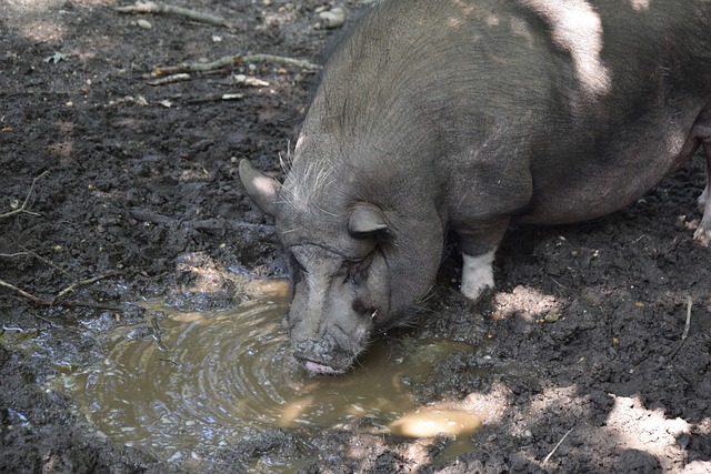 篮板能力使 篮板能力使