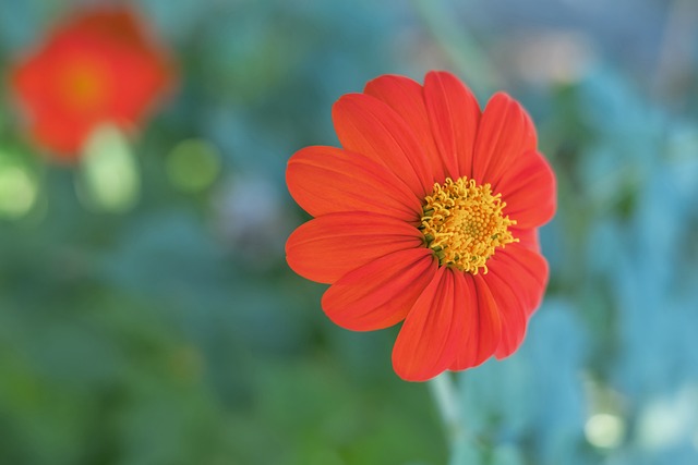 越南女足的 越南女足的